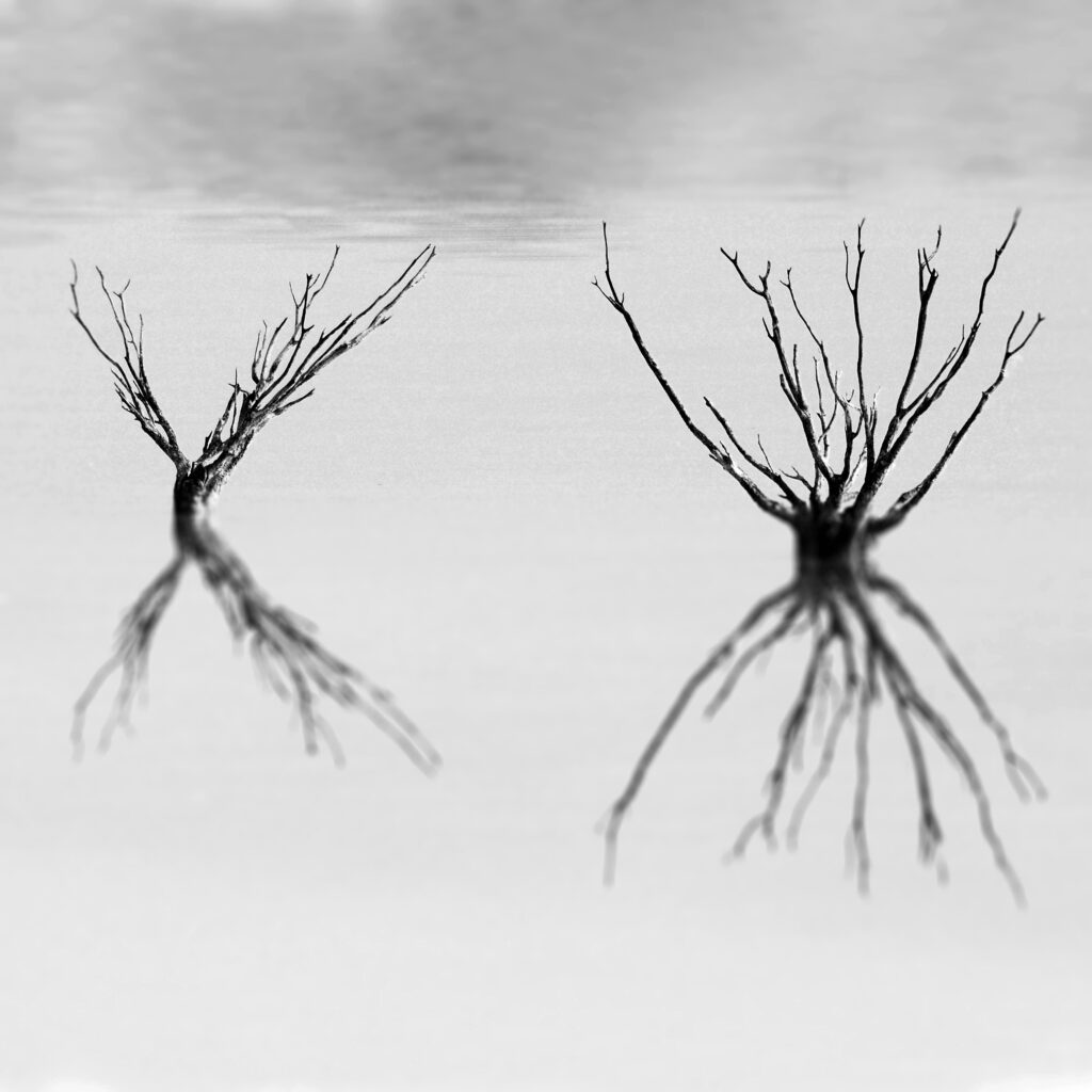 John Gitsham. Dead Trees