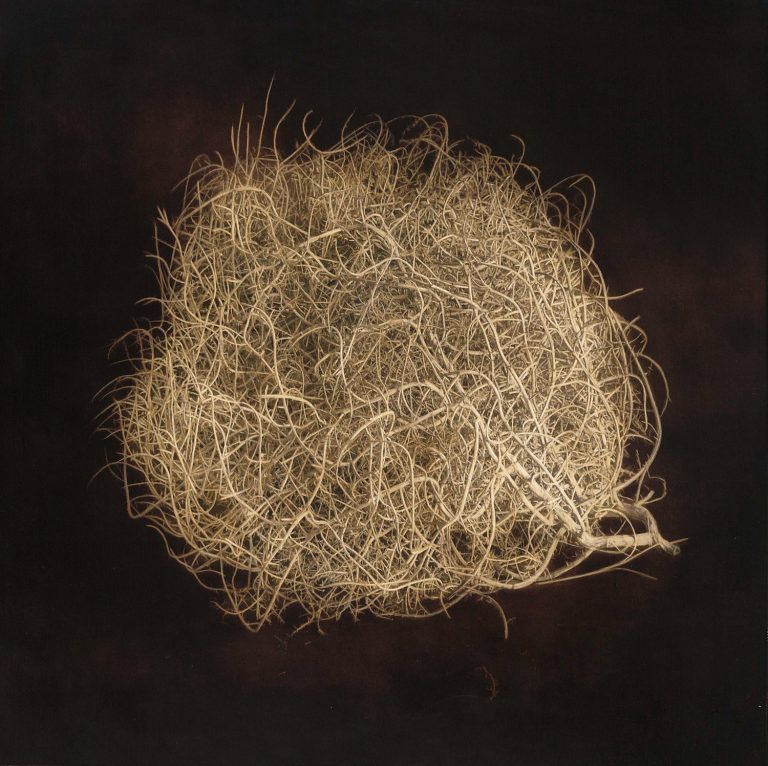 Kate Breakey - hand coloured photograph