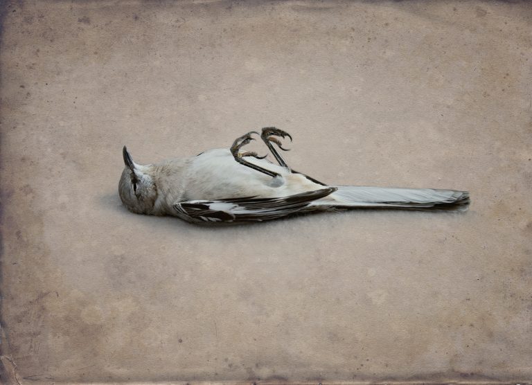 Kate Breakey - hand coloured photograph