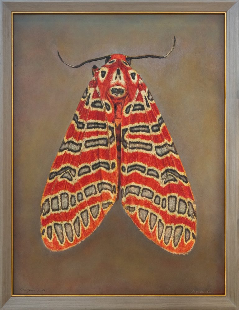 Kate Breakey - hand coloured photograph